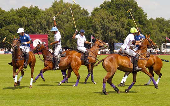 Polo Travel Insurance