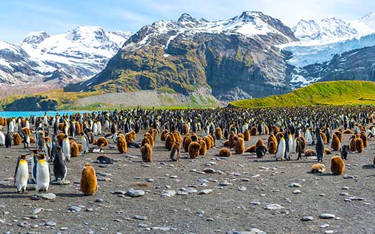 Seguro de viaje a las islas Georgia del Sur y Sándwich del Sur